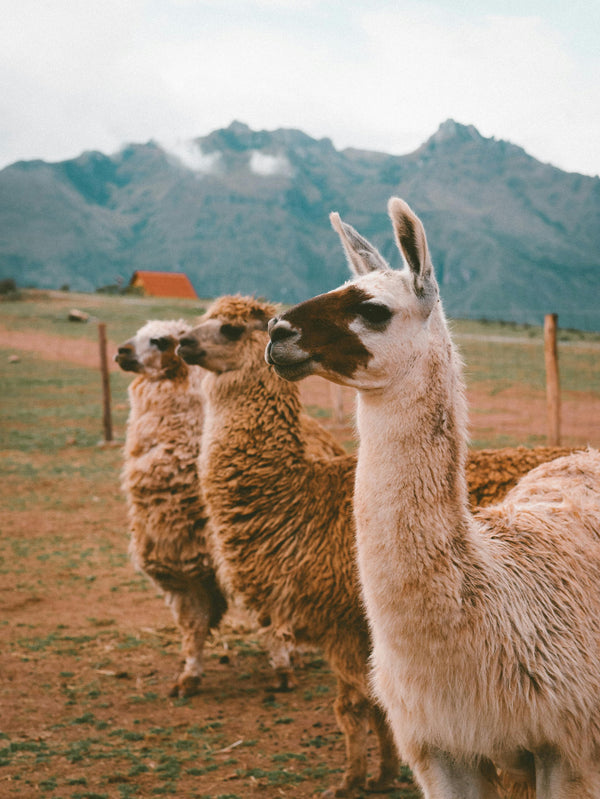 Alpacas in the Andes